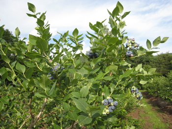 c0153259_9165273.jpg