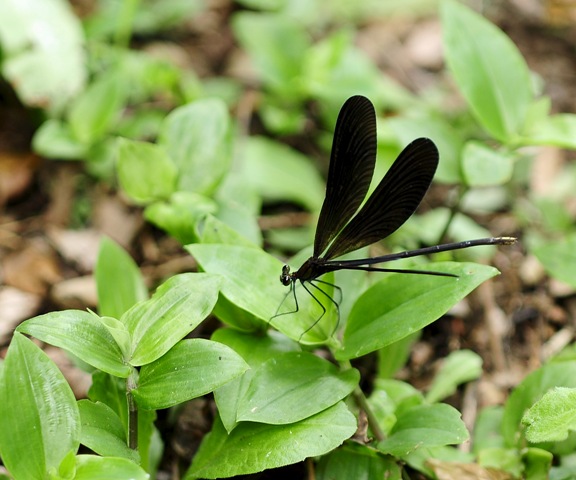 b0131167_18213751.jpg