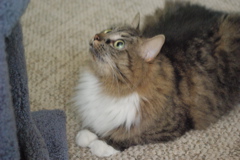 f0004775_8291232.jpg