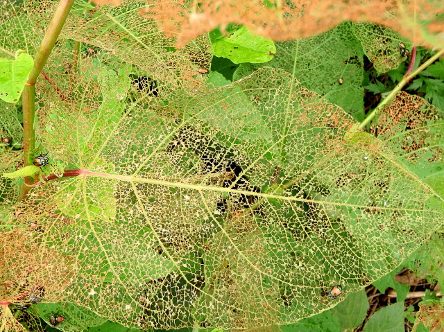 a0007388_12101816.jpg