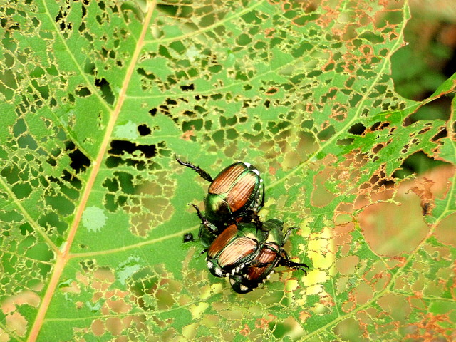 a0007388_12102966.jpg
