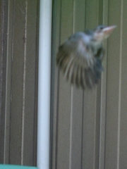 c0134734_2183393.jpg