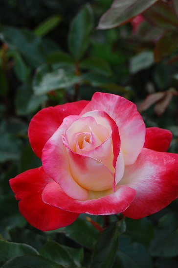 e0128367_042579.jpg