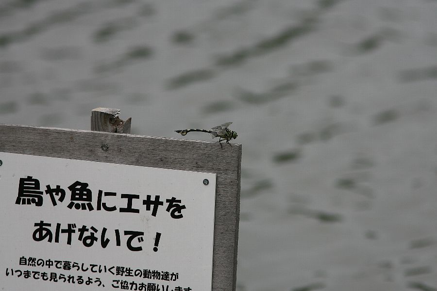 b0084270_1521519.jpg