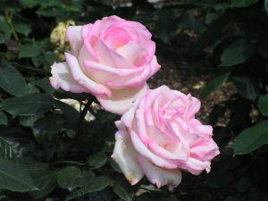 e0142170_2303934.jpg