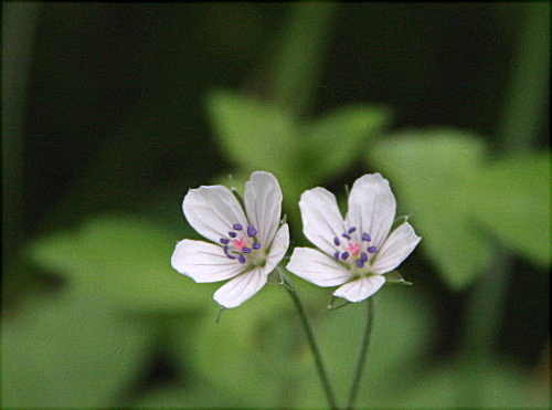 f0181173_17482976.jpg
