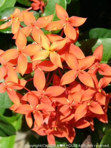 c0139375_1562897.jpg