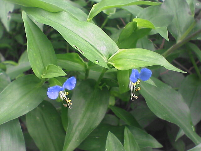 c0069380_1020619.jpg