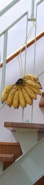 c0068090_911425.jpg