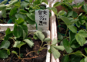 c0151898_1552363.jpg