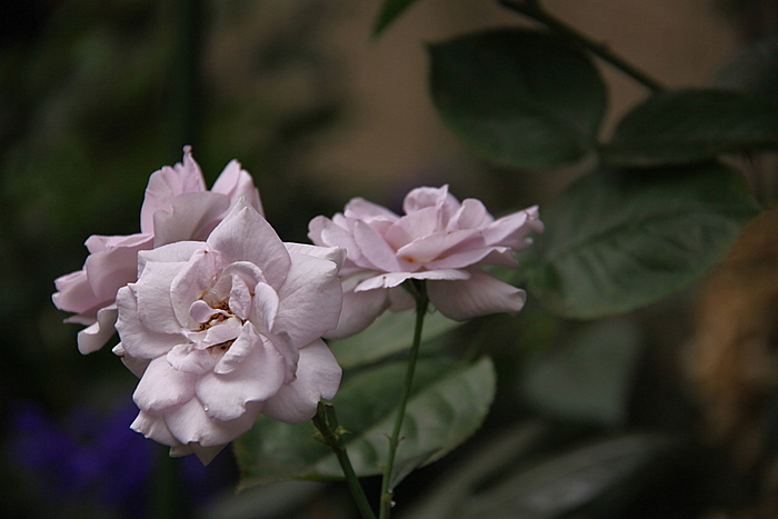 b0165522_1863599.jpg