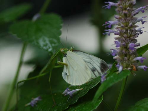 f0147025_1762078.jpg