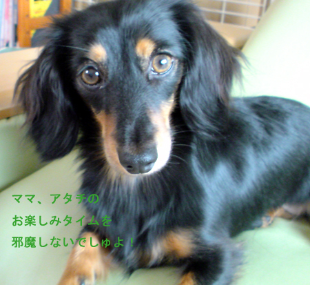 c0117831_2235930.jpg