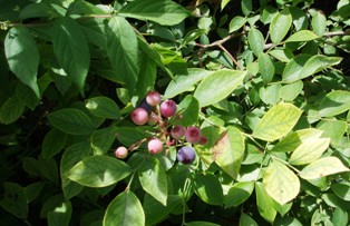 a0130960_22111376.jpg