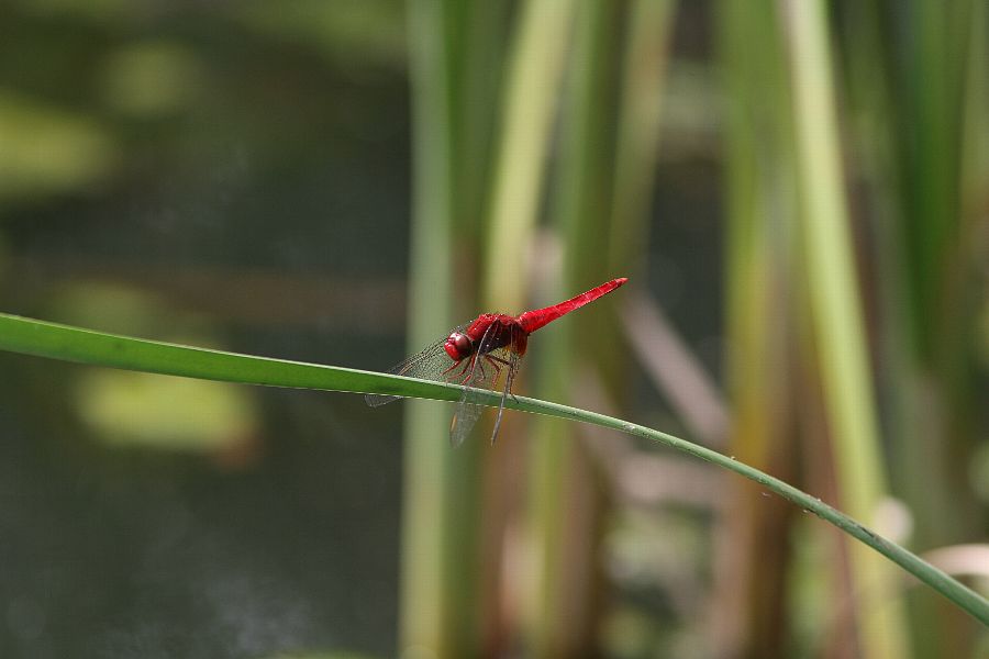 b0084270_0172100.jpg