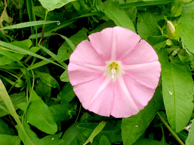 a0007388_9321781.jpg