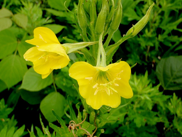 a0007388_932339.jpg