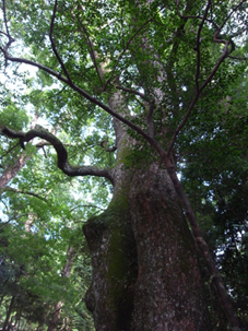 c0018092_1510314.jpg