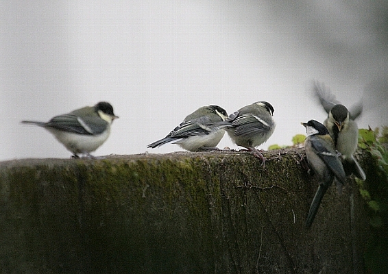 d0133693_20383482.jpg