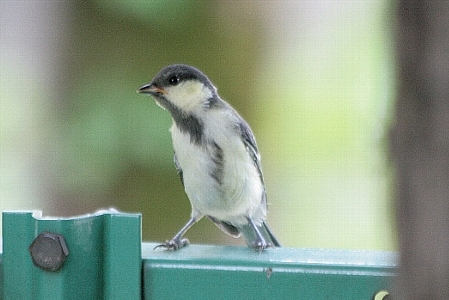 d0133693_20401751.jpg