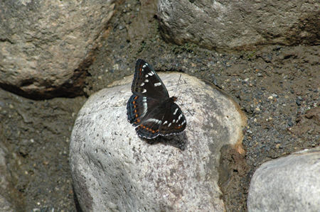 c0049095_2313641.jpg