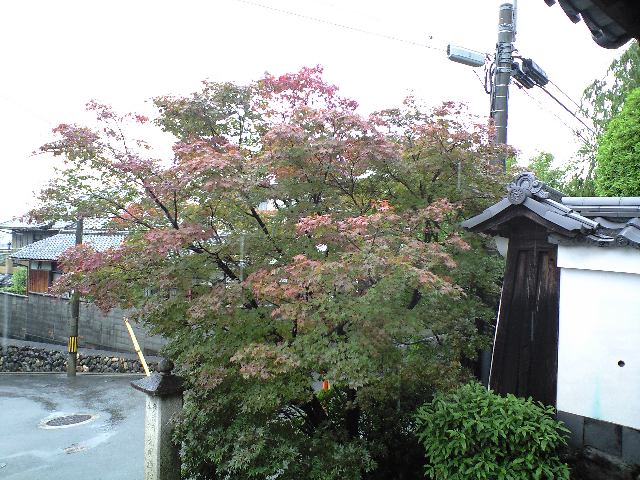 d0000607_17312920.jpg