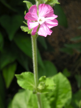 c0145209_1444597.jpg