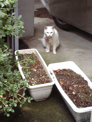 f0098210_922132.jpg