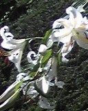 e0149313_147567.jpg