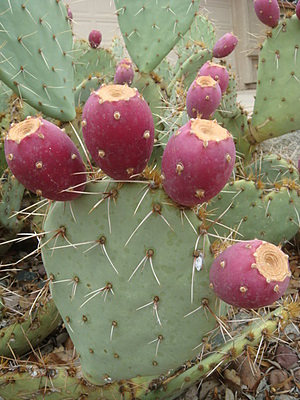 f0108318_7455278.jpg