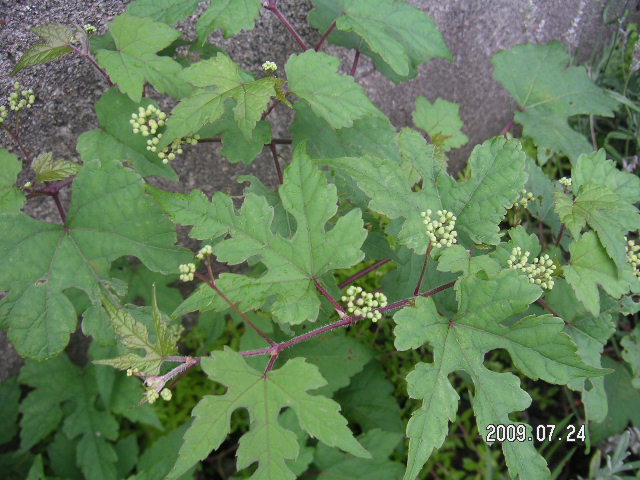 a0020929_21182991.jpg