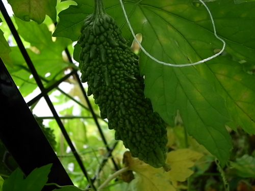 b0142454_8123628.jpg