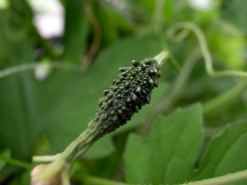 b0142454_8125578.jpg