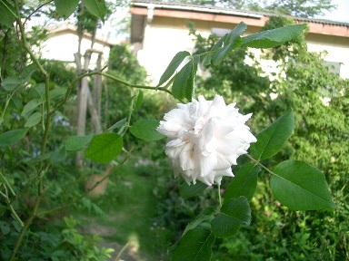 c0186463_16501572.jpg