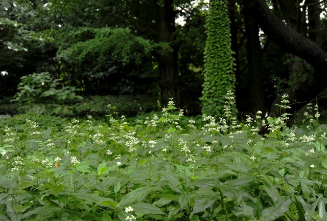 b0131167_0244139.jpg