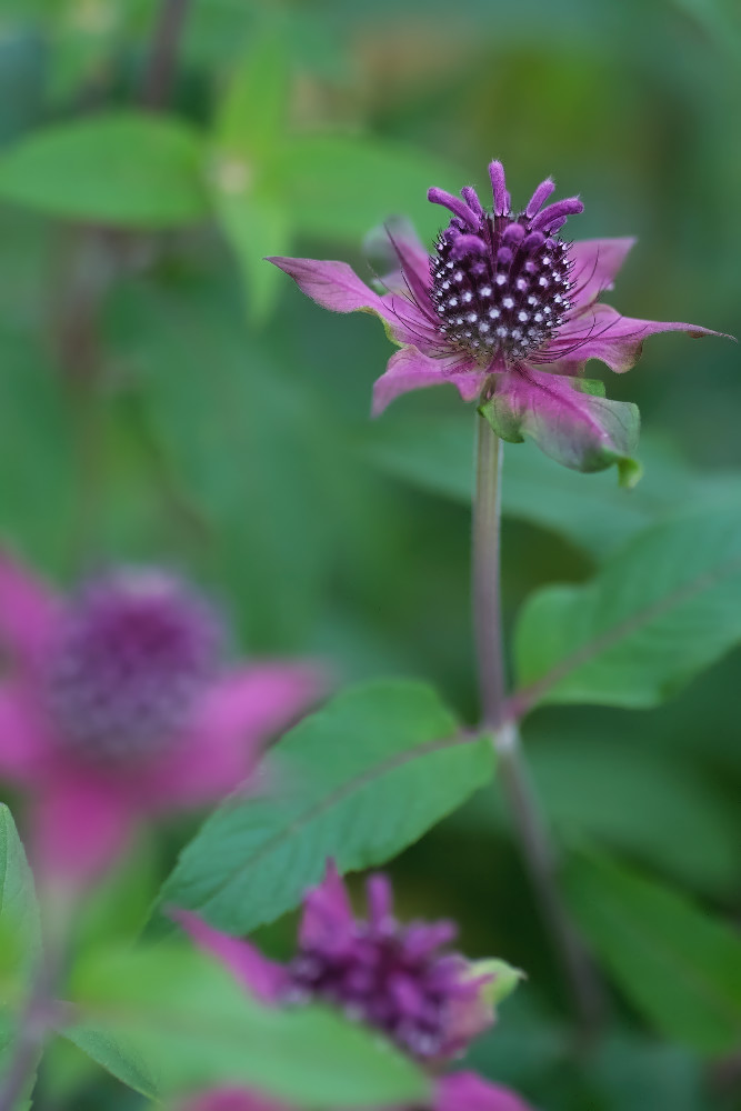 a0083081_14414440.jpg