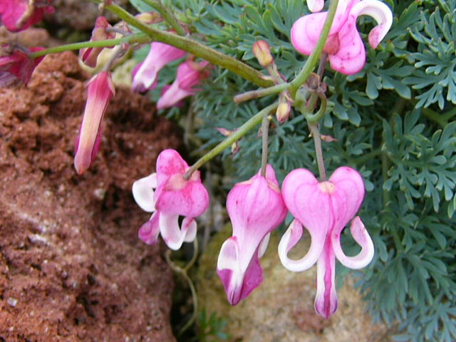 e0145782_17453174.jpg