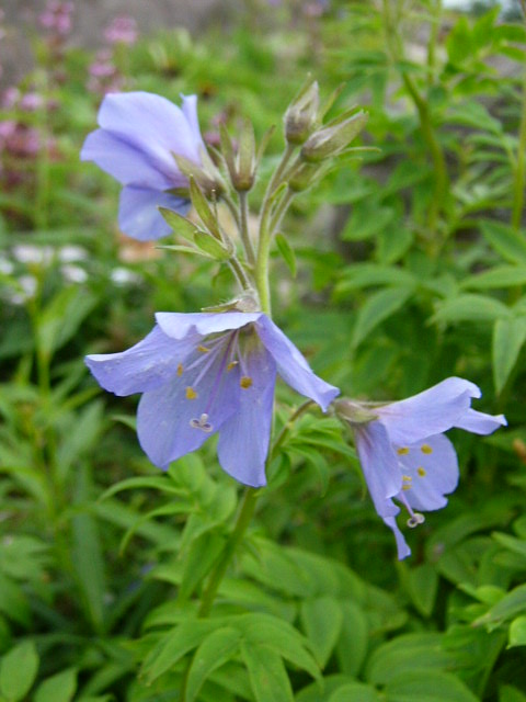 e0145782_17473716.jpg