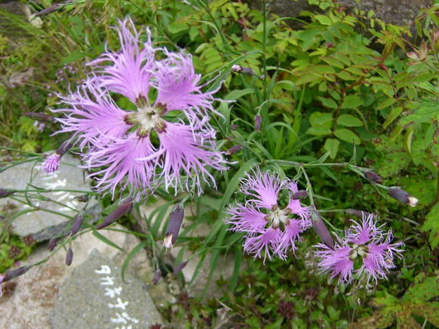 e0145782_17484893.jpg