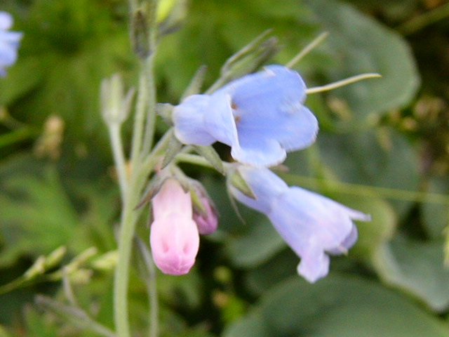 e0145782_1749677.jpg