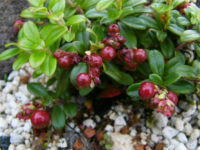 e0145782_17503934.jpg