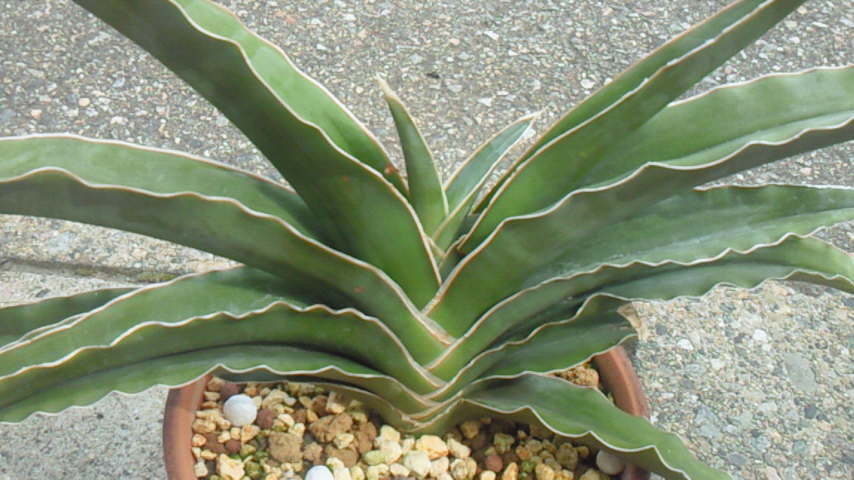 c0059383_150874.jpg