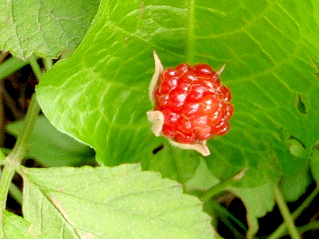 a0007388_12274816.jpg