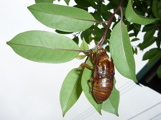 c0160488_20565322.jpg