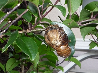 c0160488_205786.jpg
