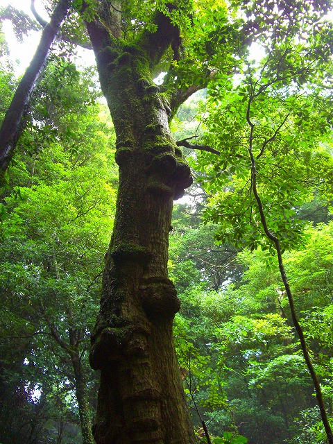 c0125702_1431428.jpg