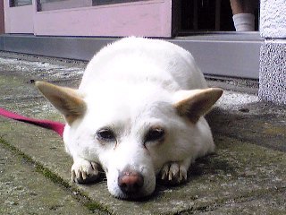 e0144012_1534198.jpg