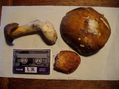 f0158625_1753191.jpg
