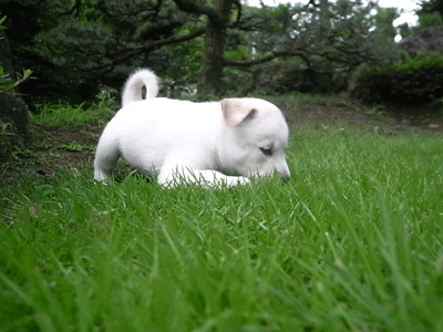 a0108837_20532065.gif