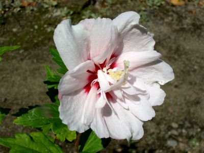 b0178339_15393441.jpg